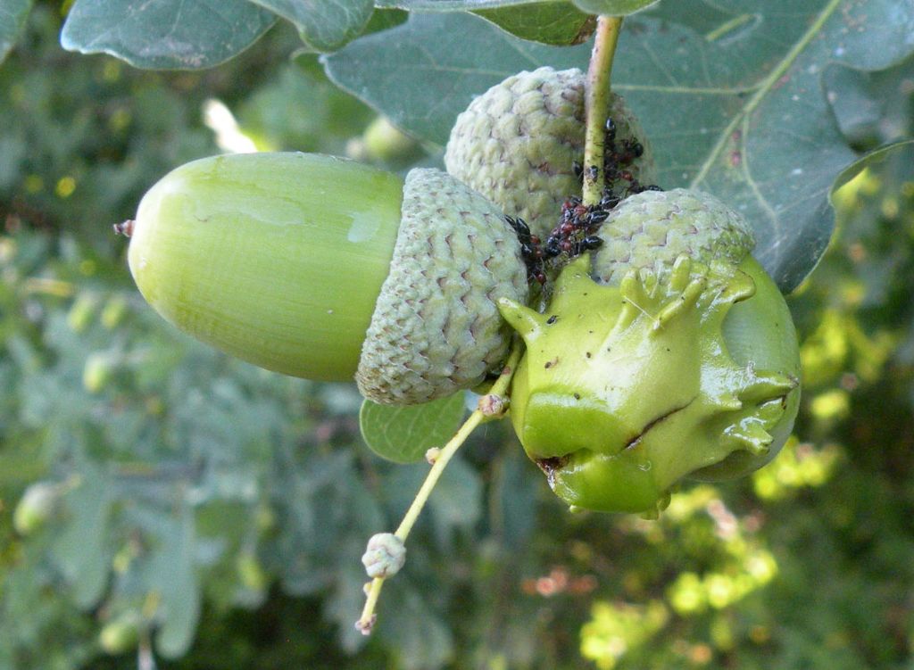 Galle su quercia e tante domande: Andricus quercuscalicis, Cynipidae